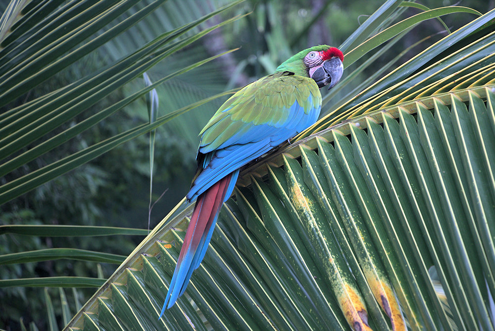 Macaw-IMG_6255.JPG