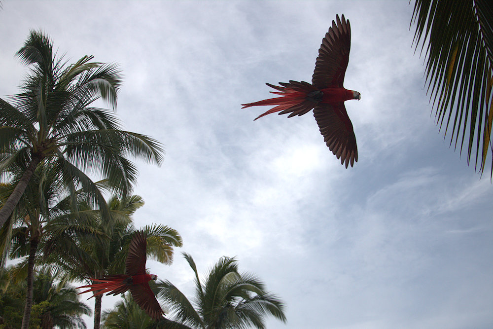 Macaws flying freely at Las Caletas beach in Puerto Vallarta