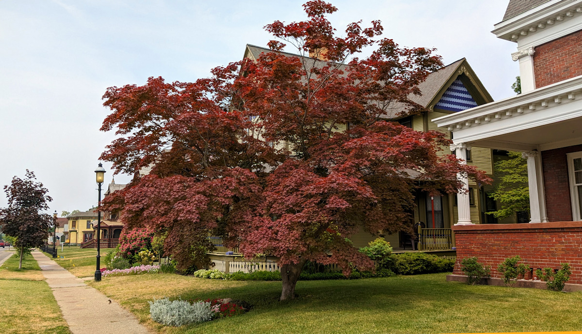 Japanese Maple tree in Muskegon, Michigan