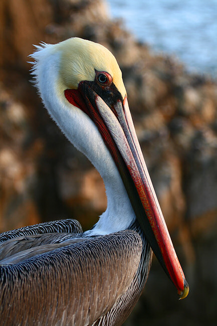 Pelican photo using Digital Rebel XTi