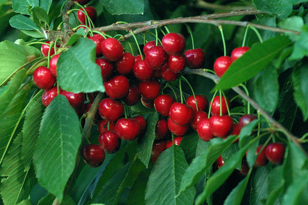 Klaustermeyer farms cherries
