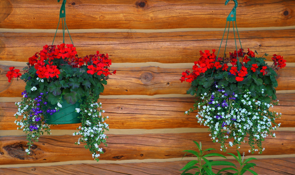 hanging flower baskets in Alaska