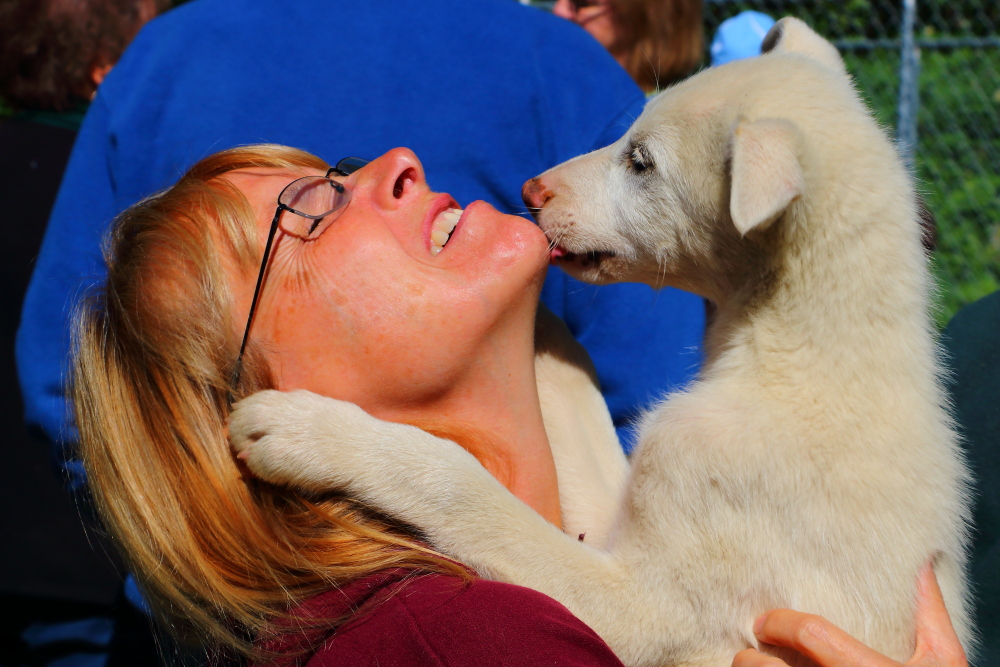puppy kisses sled dogs