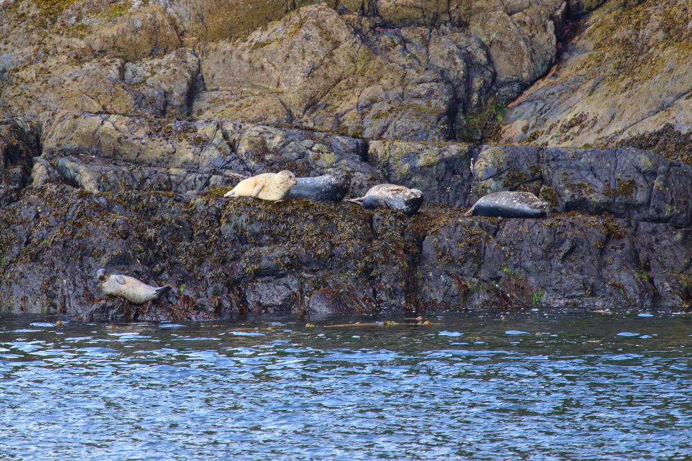 photo of seals on Misty Fjords excursion Alaska
