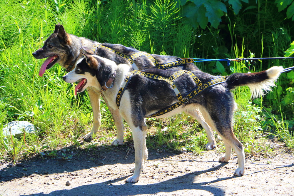 Sun Dog Kennel tour Alaska Iditarod sled dogs