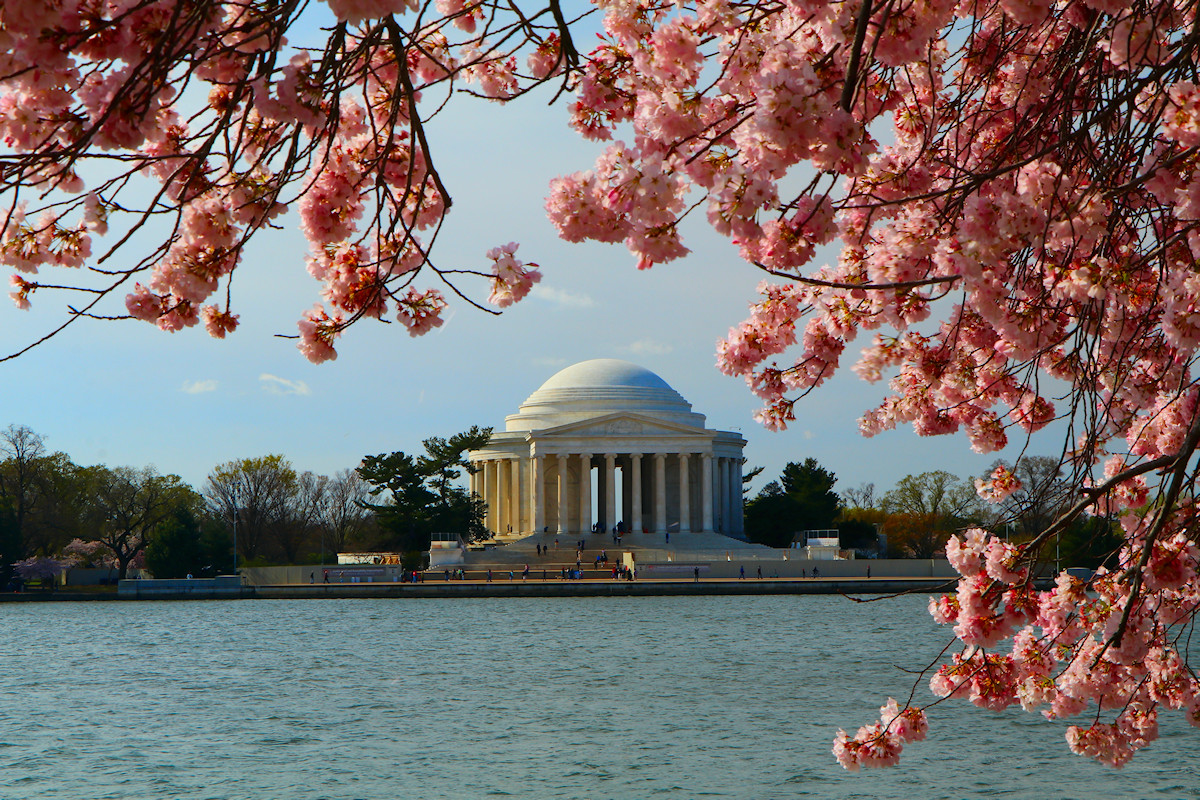 The Jefferson Memorial framed in cherry blossoms