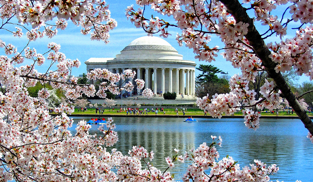 Cherry blossoms at the Jefferson Memorial in Washington DC