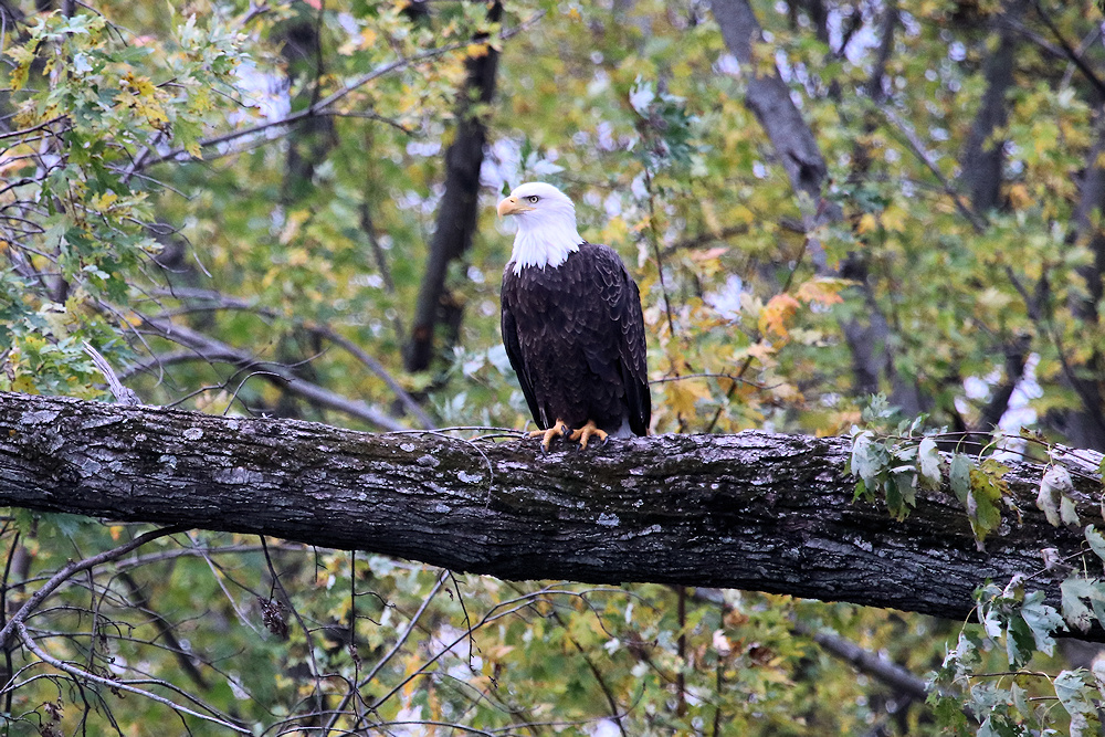 Bald eagle in Winona, Minnesota, on the Mississippi