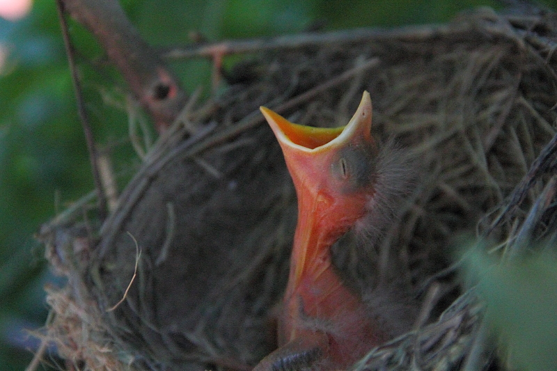 newborn baby bird in nest