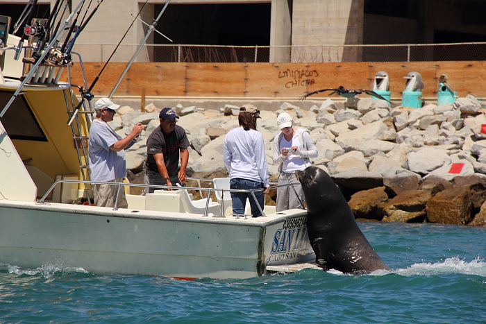 Cabo San Lucas fishing boat with sea lion