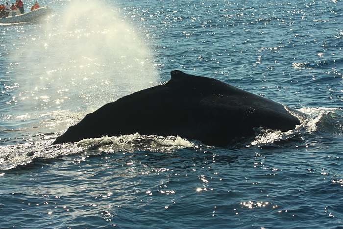picture of a whale near Cabo San Lucas