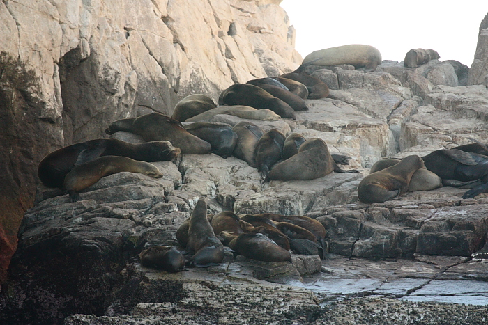 Seal colony at Cabo San Lucas