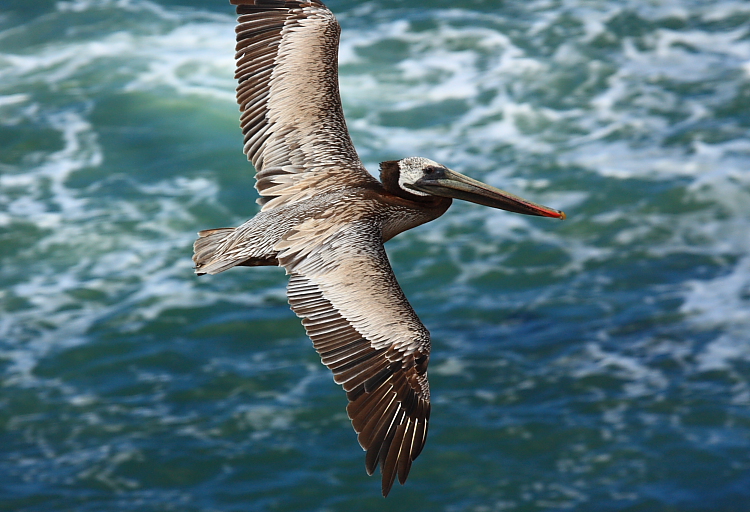 Pelican Photo taken with Canon Digital Rebel XSi