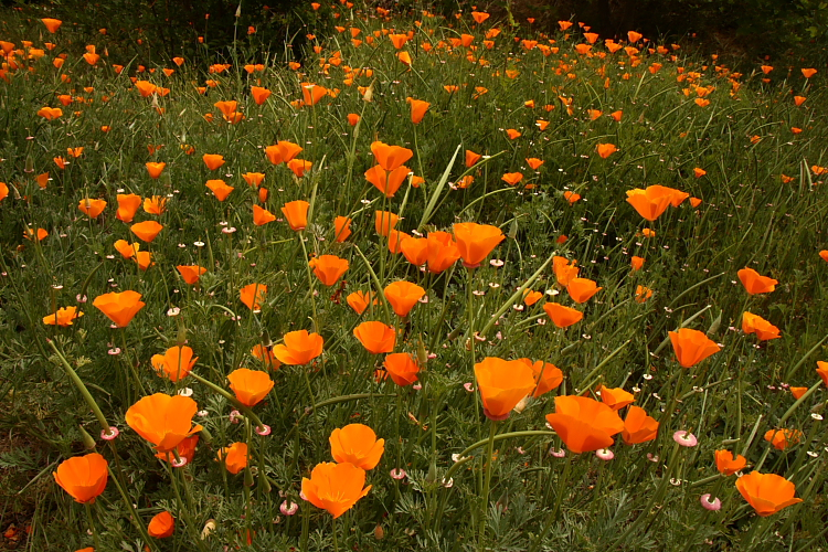 Poppies near San Luis Obispo, California
