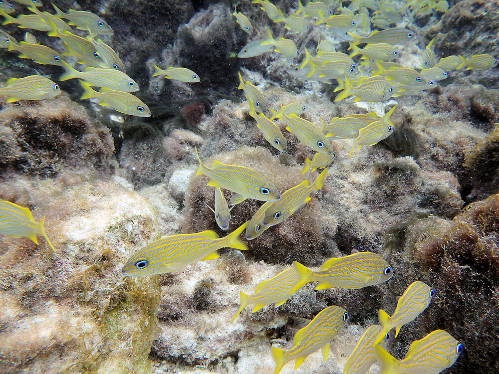 a school of fish at Cabana beach in Curacao