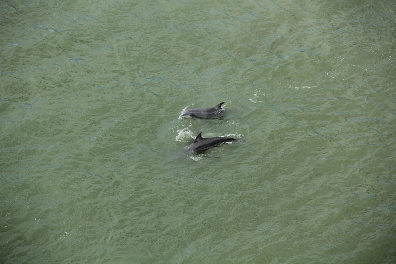 Dolphins swimming near the Carnival Magic in Galveston Bay