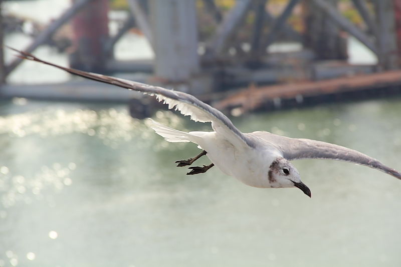 Sea gull in Galveston