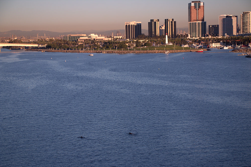 Dolphins in Long Beach