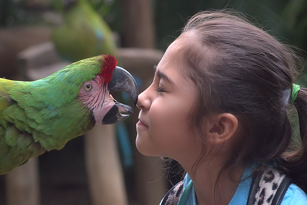 Macaw kiss