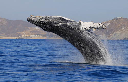 Whale breech in Cabo San Lucas