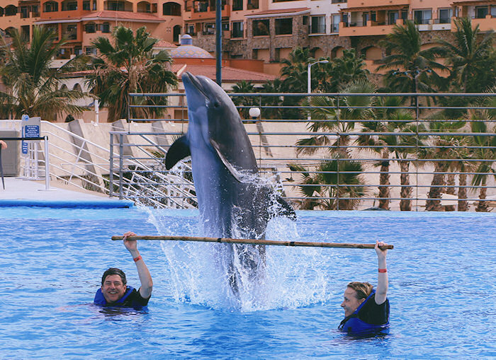 Swimming with a dolphin in Cabo San Lucas, Mexico