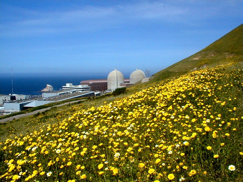 Wildflowers at Diablo Canyon