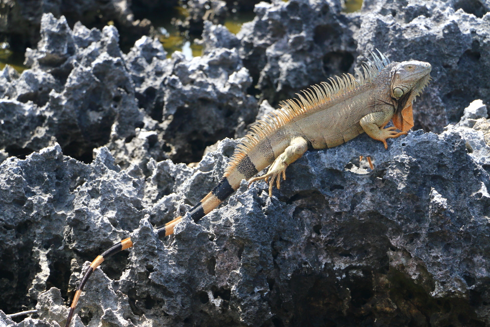 Iguana on Grand Cayman island