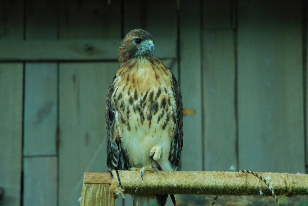 Red tailed hawk at the Aquarium of the Americas