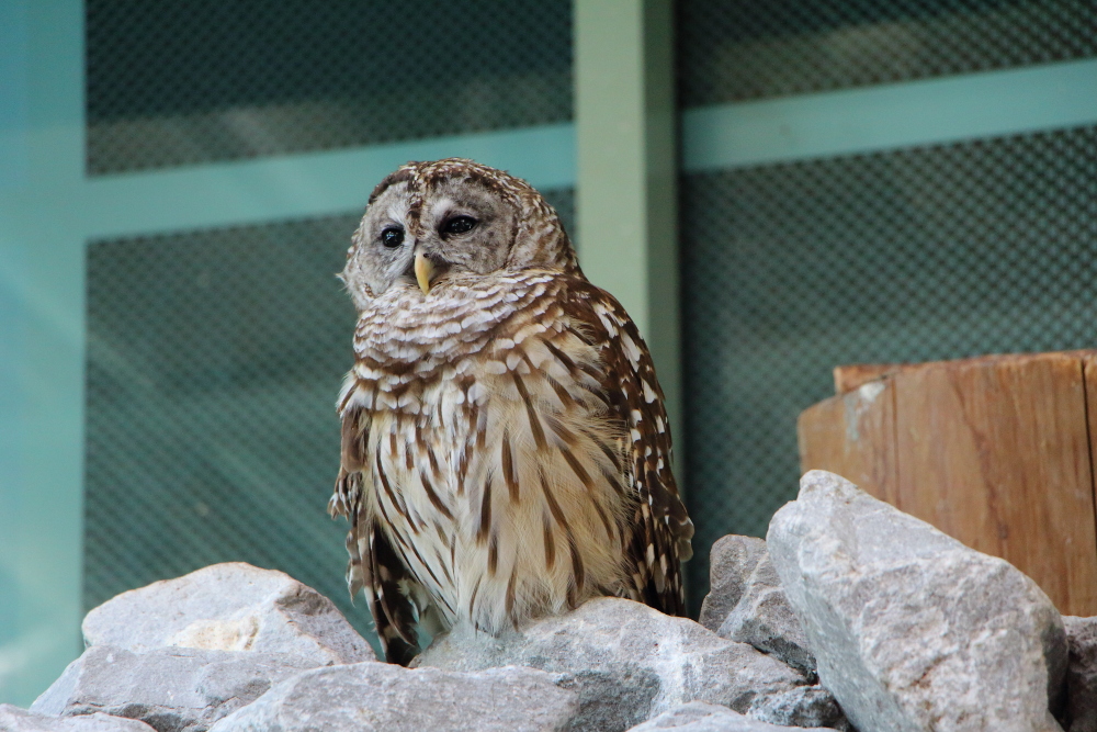 Owl at the New Orleans aquarium