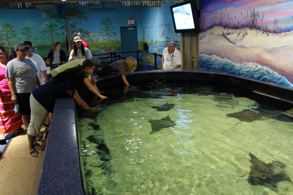 sting ray touch tank at New Orleans aquarium