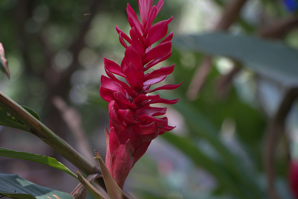 flower in jungle