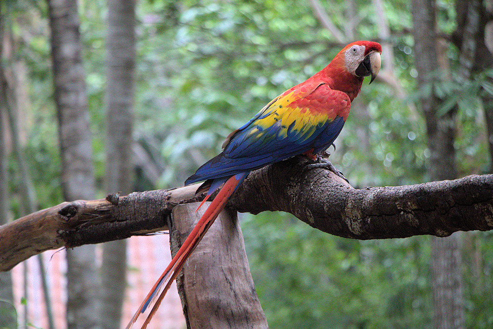 Costa Rica macaw sanctuary