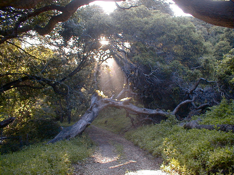 The sun peeks through an oak tree