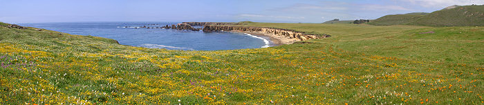 A panoramic photo of wildflowers on the California coast