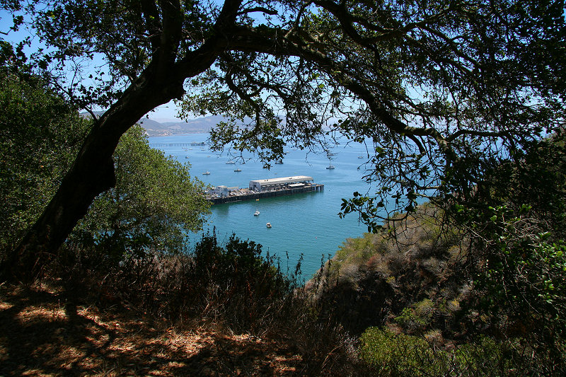 Port San Luis framed by oak trees