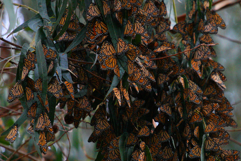Monarch butterflies in a Eucalyptus tree in Pismo Beach