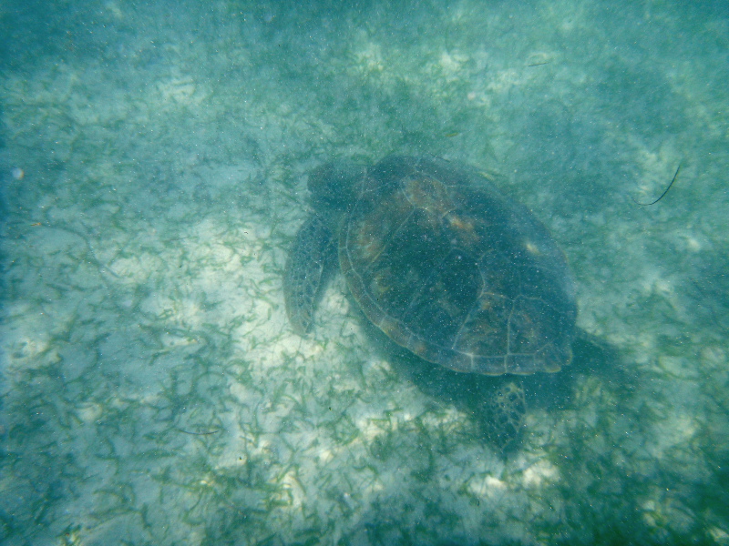 A gigantic sea turtle grazing at Akumal beach in Mexico