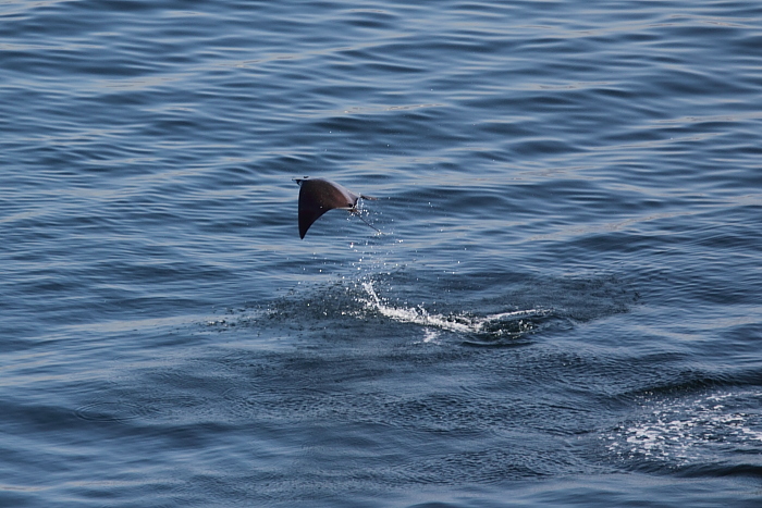 A sting ray jumping out of the water near the Carnival Spirit