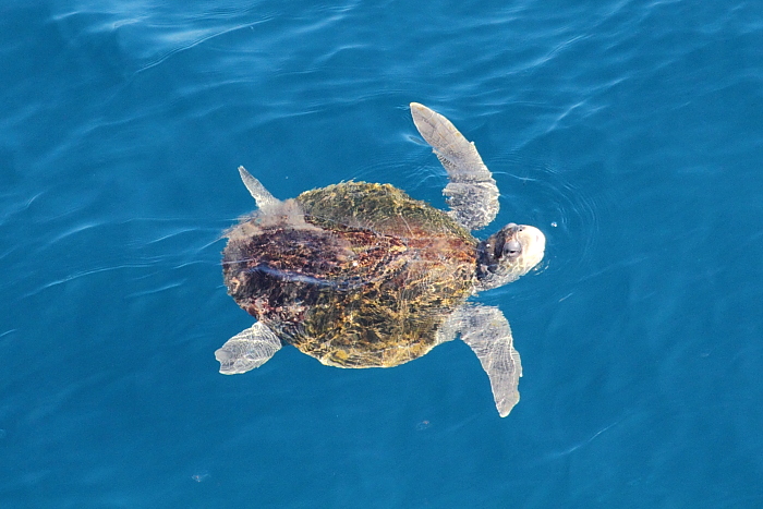 Sea turtle swims by the Carnival Spirit near Acapulco