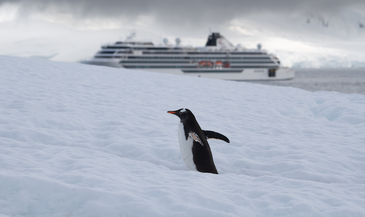 A penguin in Antarctica with Viking Octantis in the background